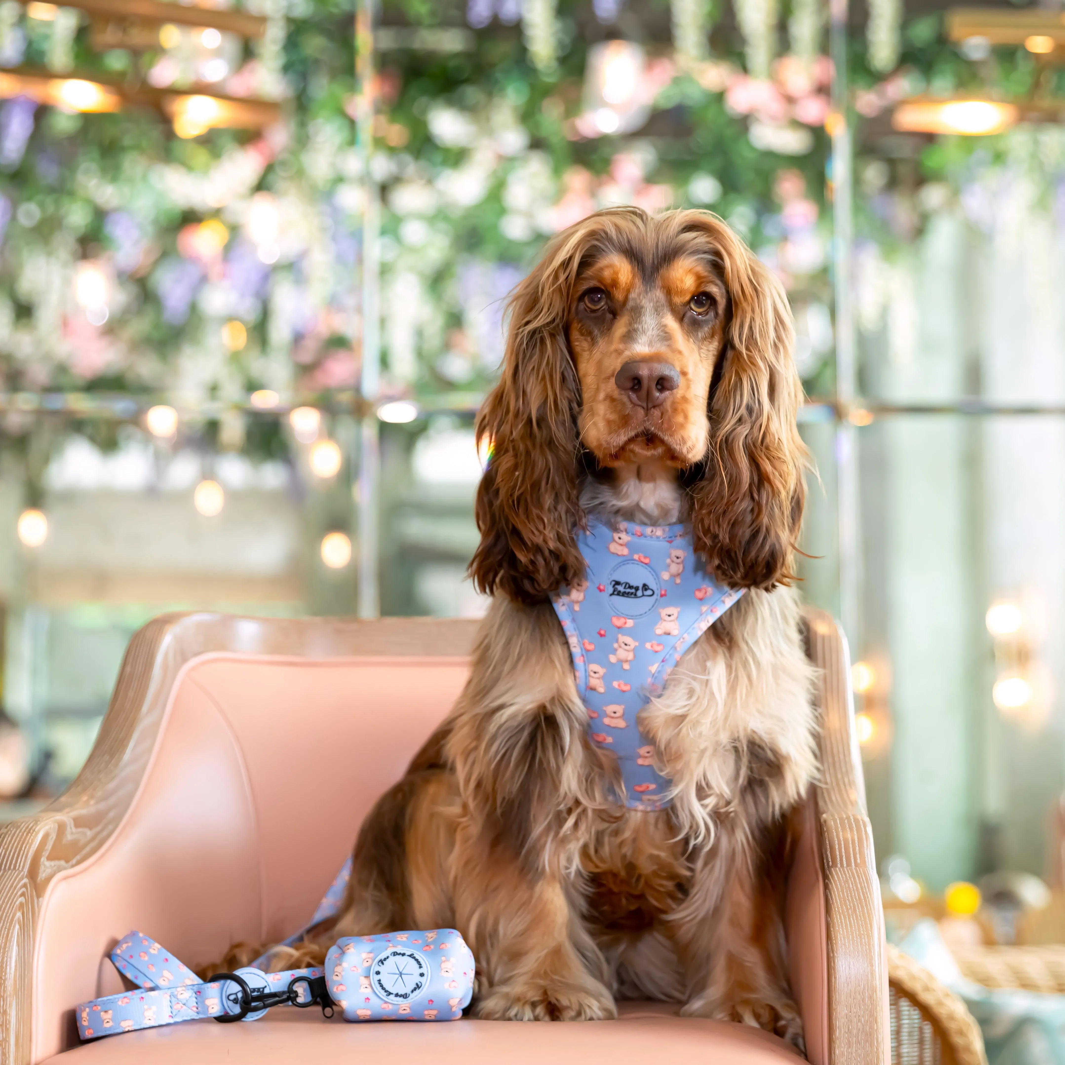 Adjustable Dog Harness Everybody Needs A Teddy Bear
