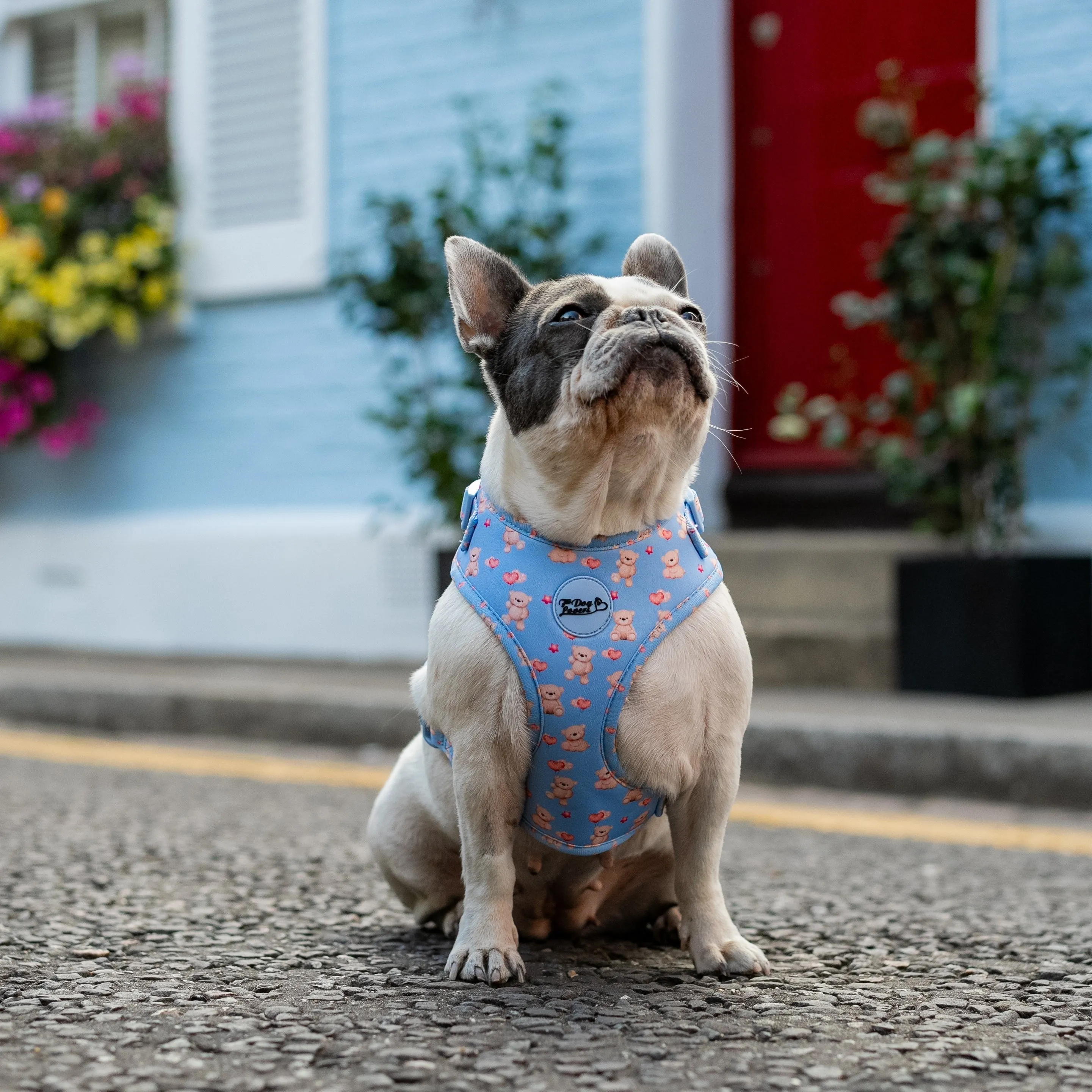 Adjustable Dog Harness Everybody Needs A Teddy Bear