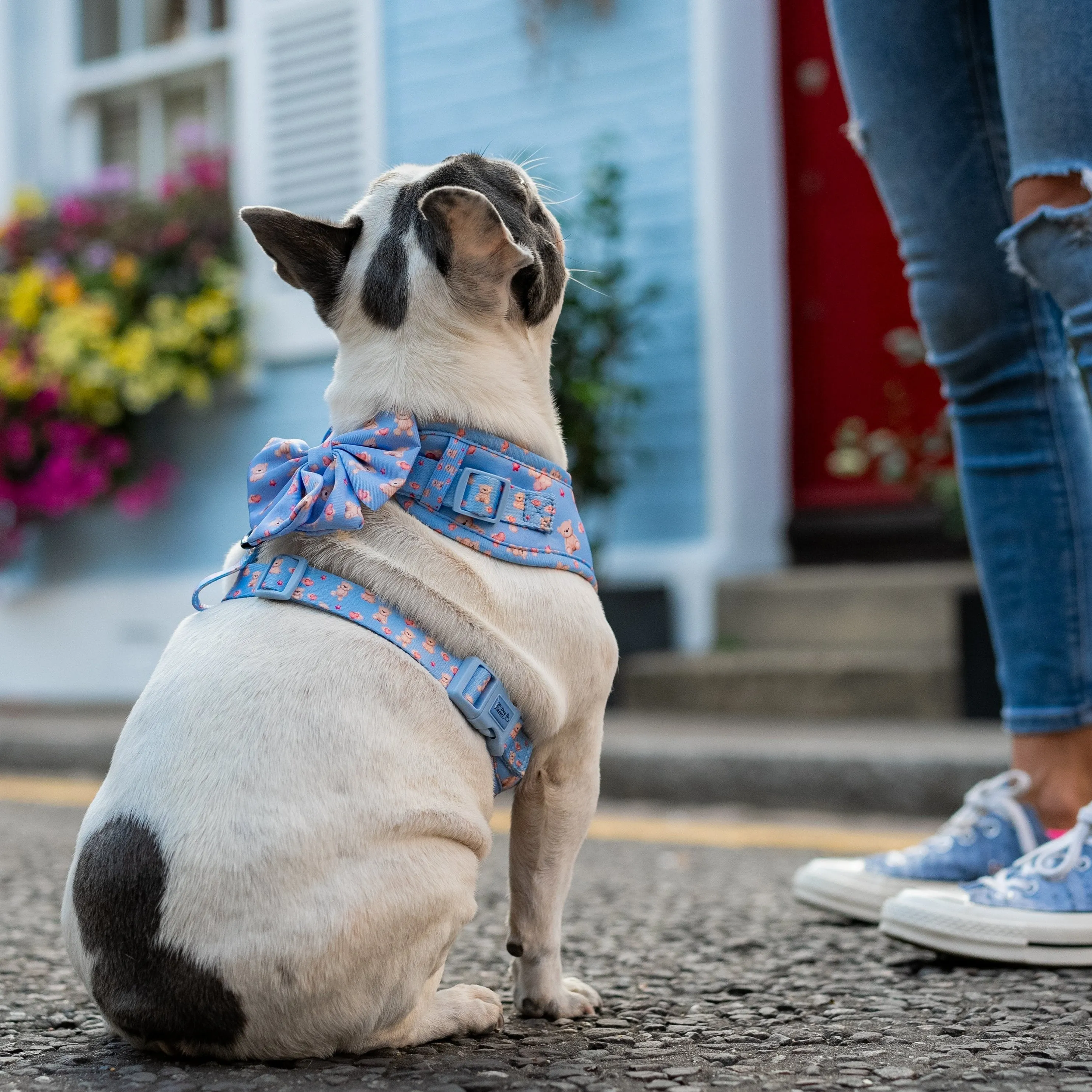 Adjustable Dog Harness Everybody Needs A Teddy Bear