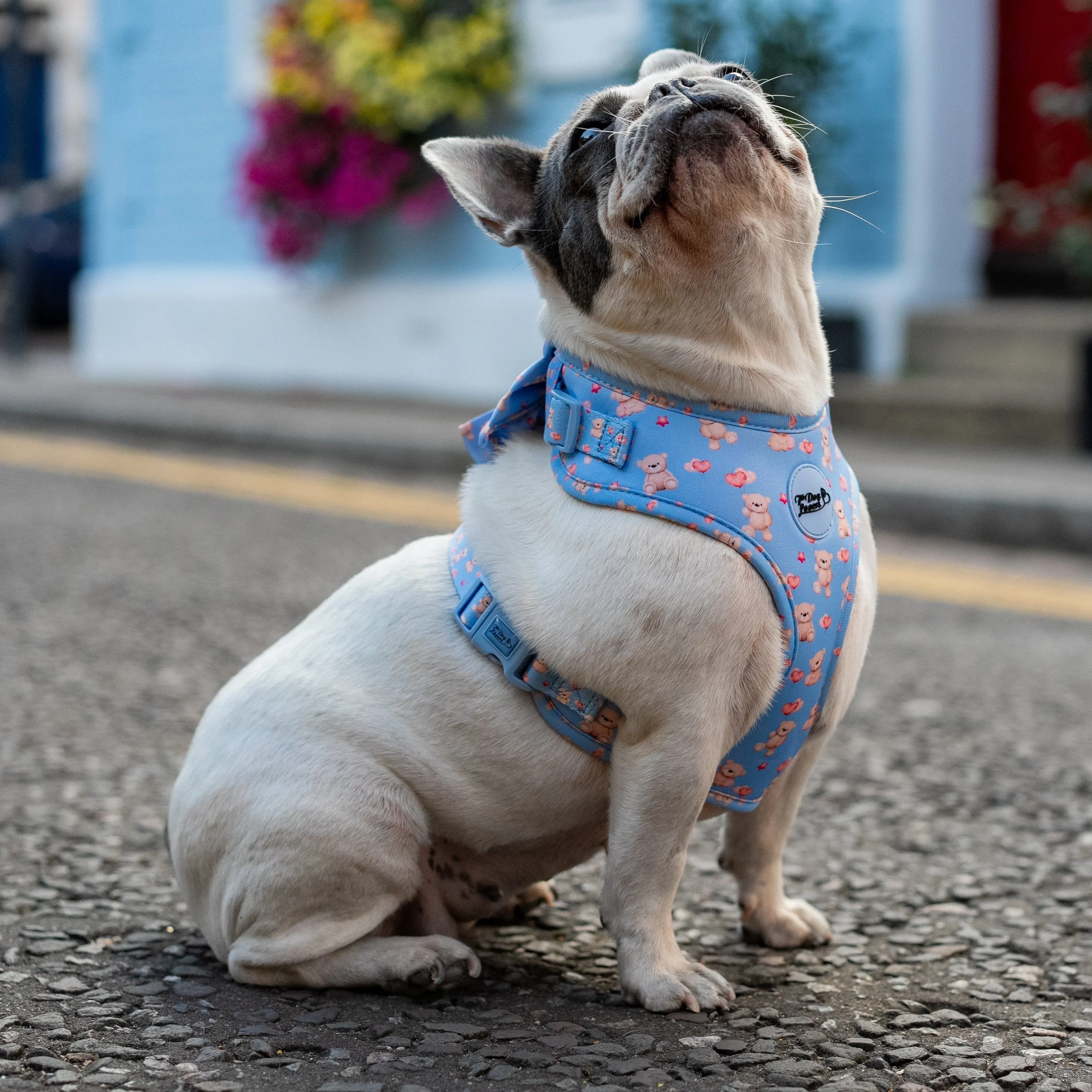 Adjustable Dog Harness Everybody Needs A Teddy Bear