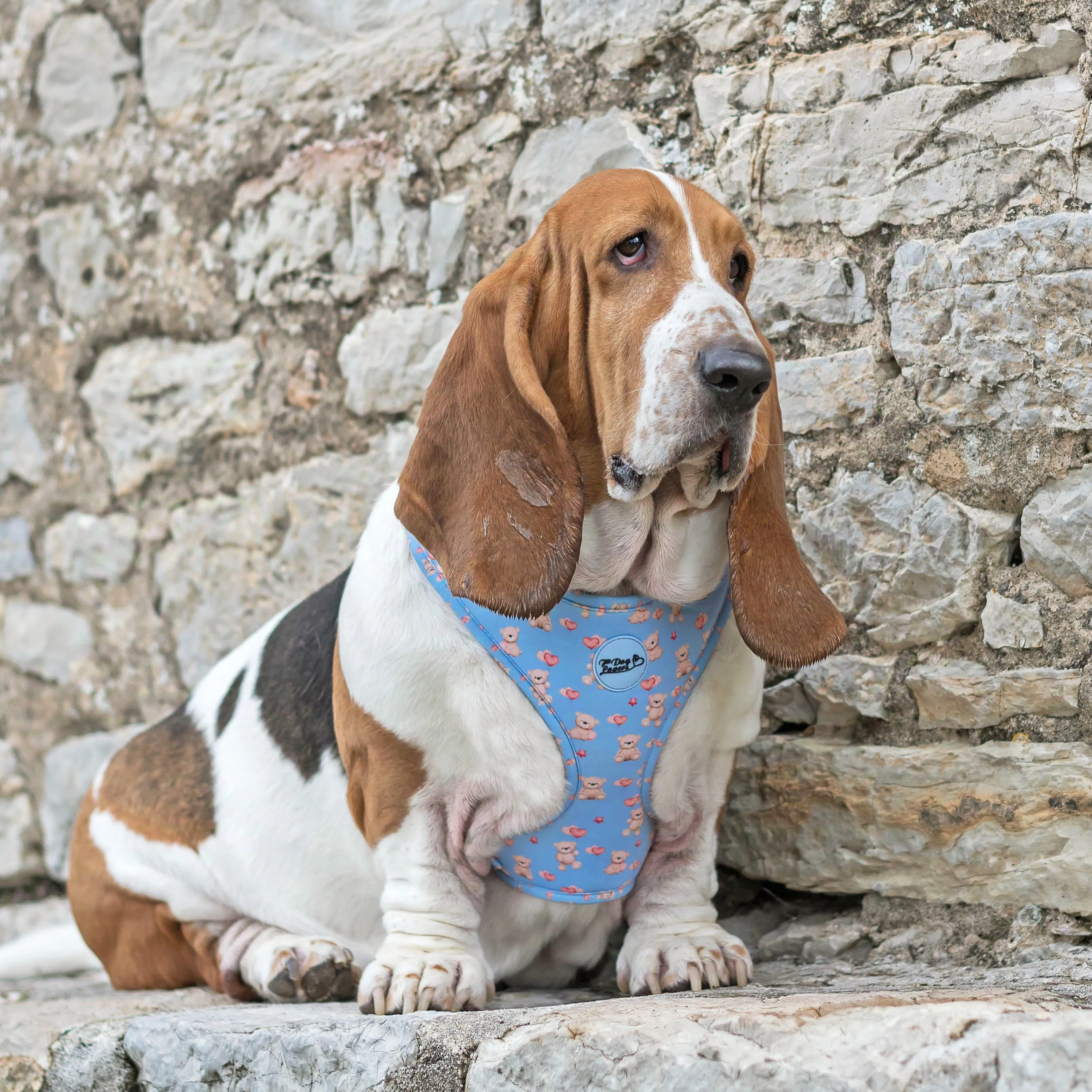 Adjustable Dog Harness Everybody Needs A Teddy Bear