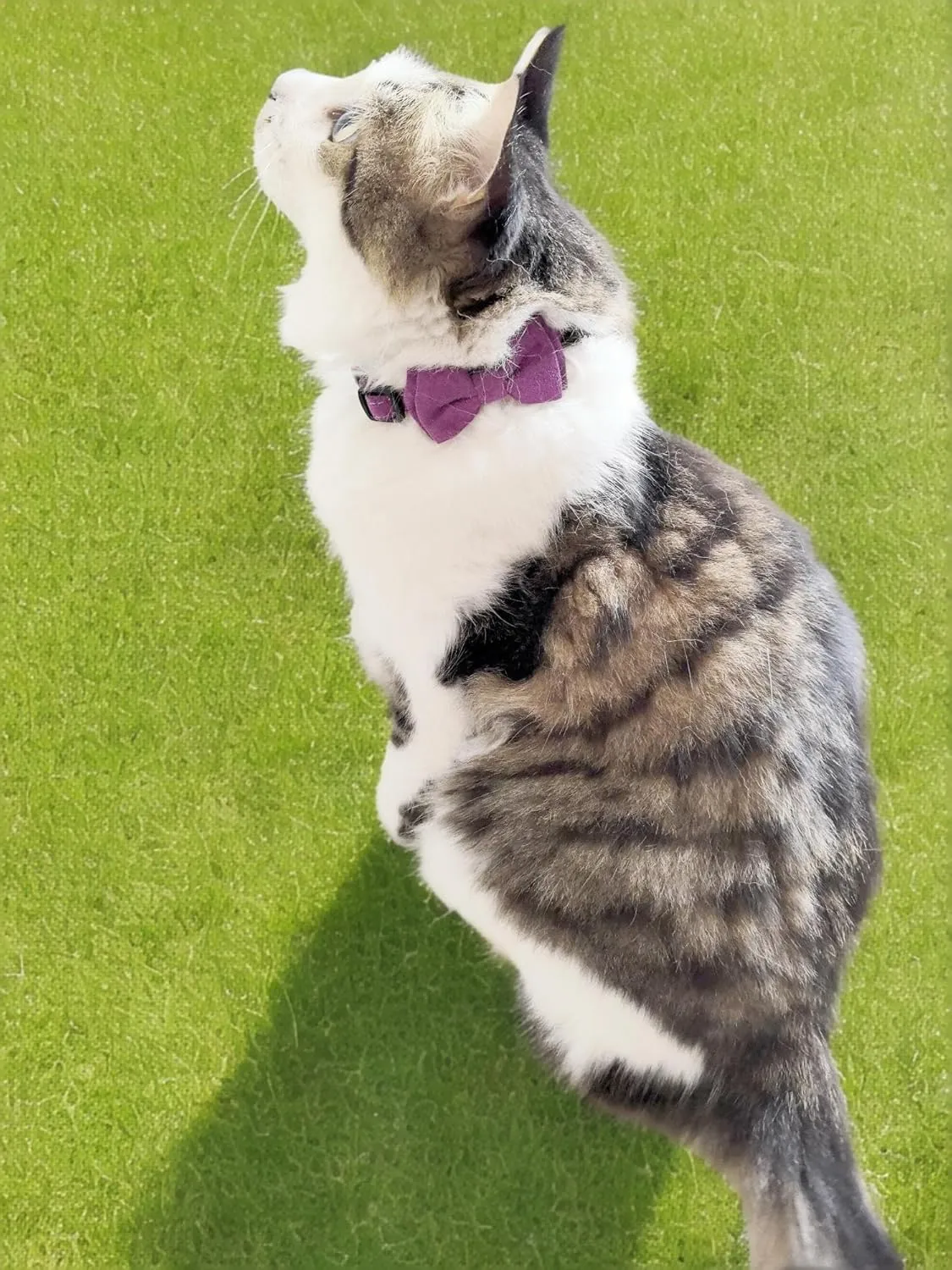 Bow Tie Cat Collar Breakaway with Bell Safety, Removable Bowtie, Adjustable Kitten Collars for Girl Boy Kitty Small Pets, 7"-11" Pink
