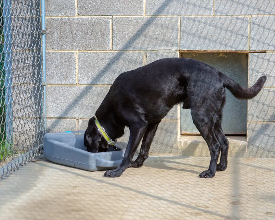 Dakota 283 Dash Portable Water Bowl System