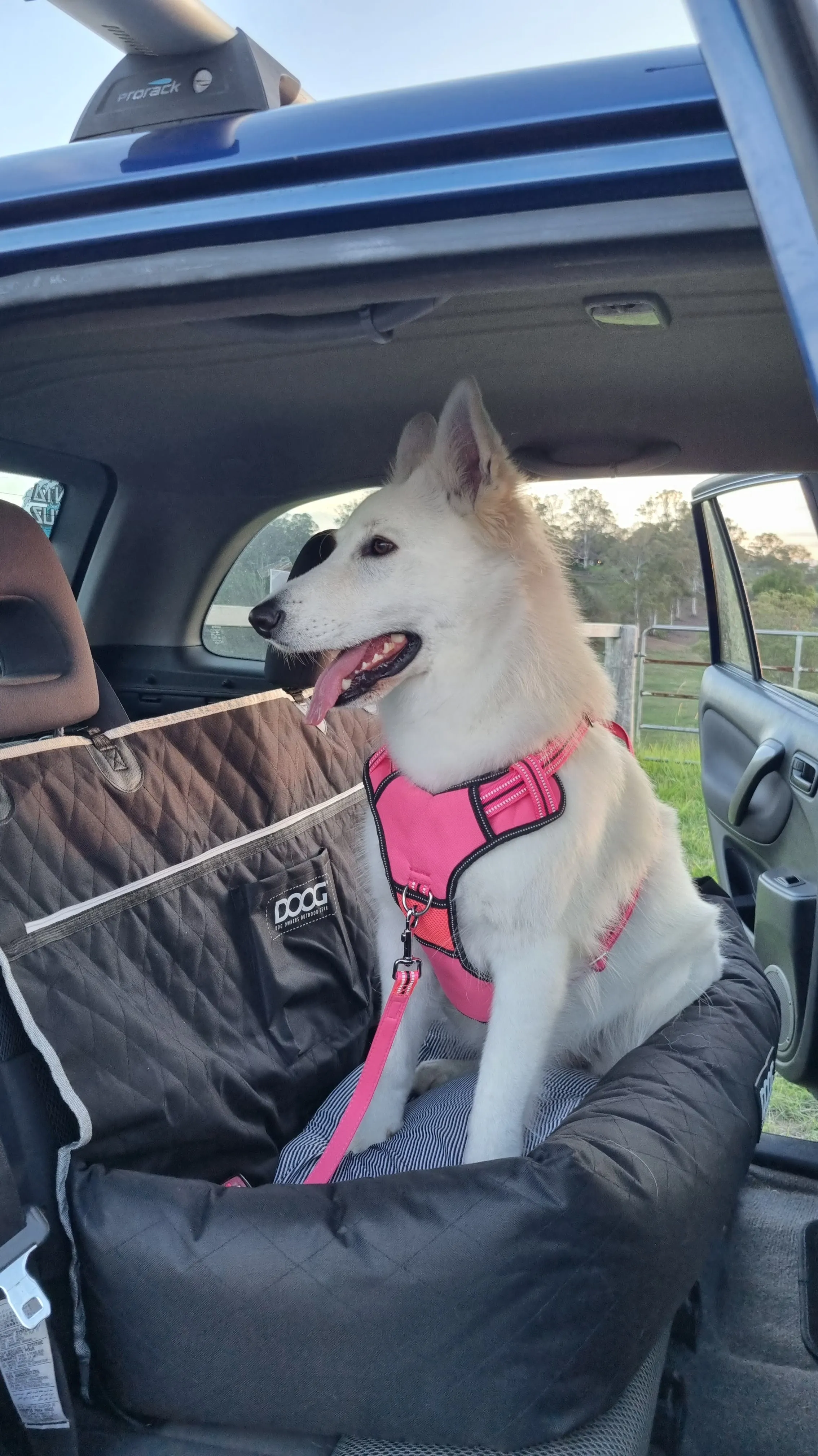 DOOG Car Seat BLACK - Large