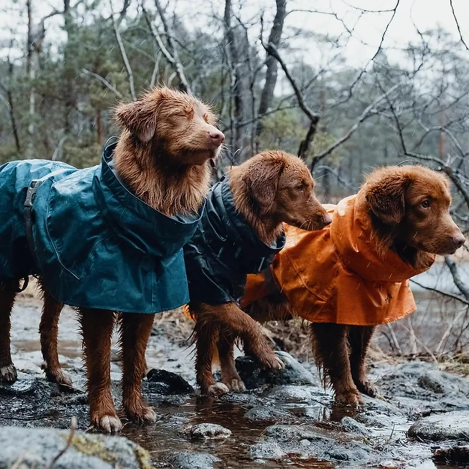Hurtta Monsoon Coat, Dog Raincoat, Buckthorn, 22 in