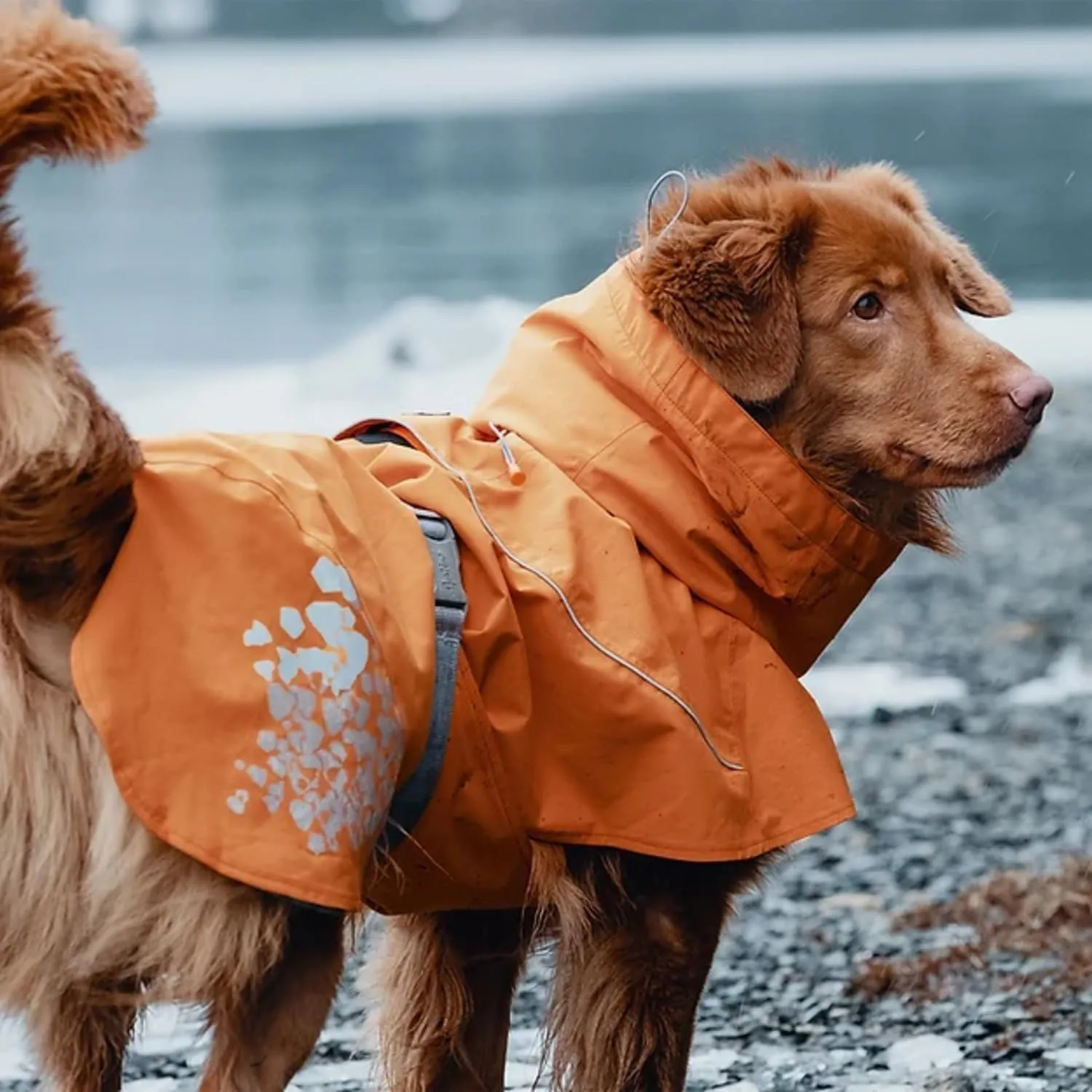 Hurtta Monsoon Coat, Dog Raincoat, Buckthorn, 22 in