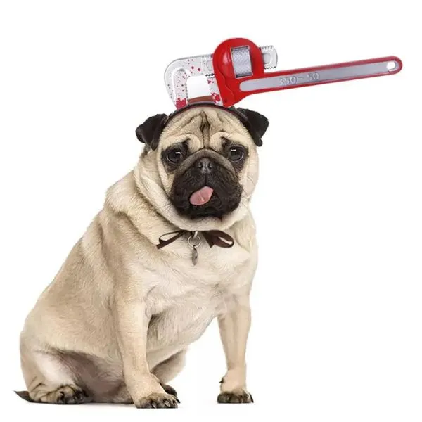 Paws & Whiskers  Halloween Dog Costume