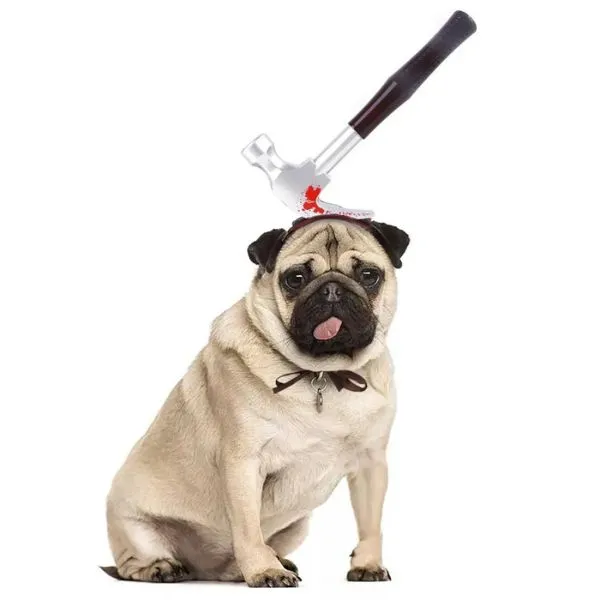 Paws & Whiskers  Halloween Dog Costume