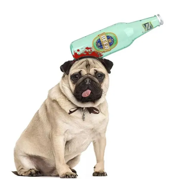 Paws & Whiskers  Halloween Dog Costume