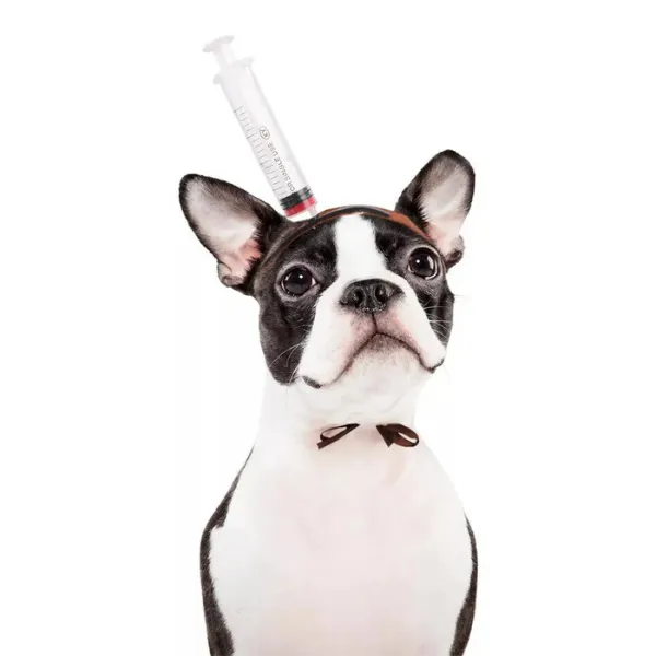 Paws & Whiskers  Halloween Dog Costume