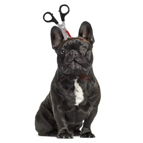 Paws & Whiskers  Halloween Dog Costume