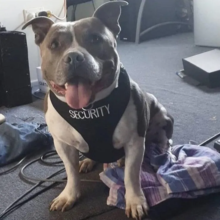 SECURITY - Large adjustable Vest Harness