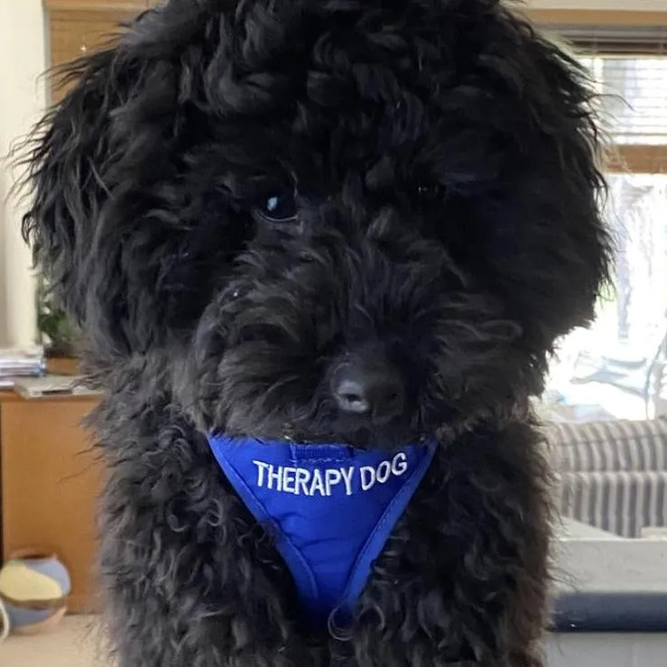 THERAPY DOG - XS adjustable Vest Harness