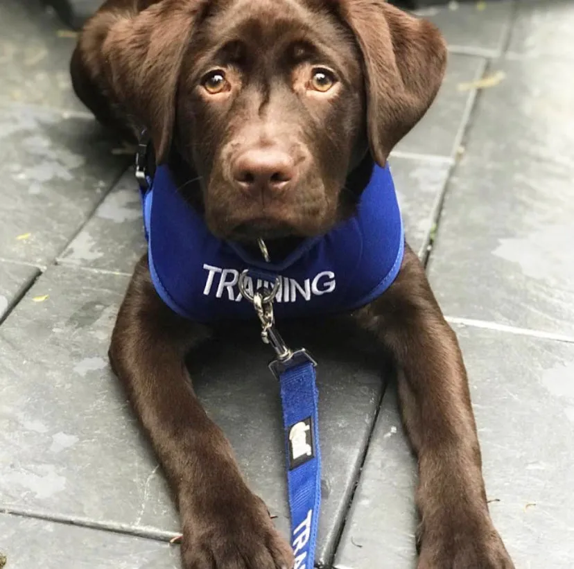 TRAINING DOG - Medium adjustable Vest Harness